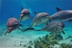 Dolphin House | Snorkeling Trip