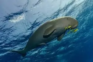 Abu Dabbab Dugong Bay | Snorkeling Trip